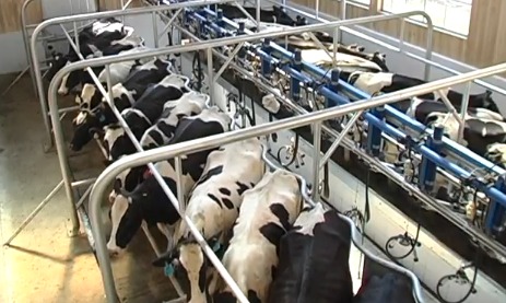 Se agudiza situación de productores lecheros en región de Los Lagos  