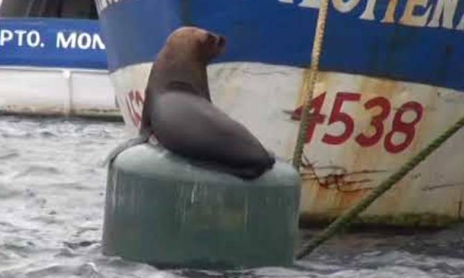 Dirigentes de Pesca Artesanal critican escaso avance par enfrentar problema de Lobos Marinos  