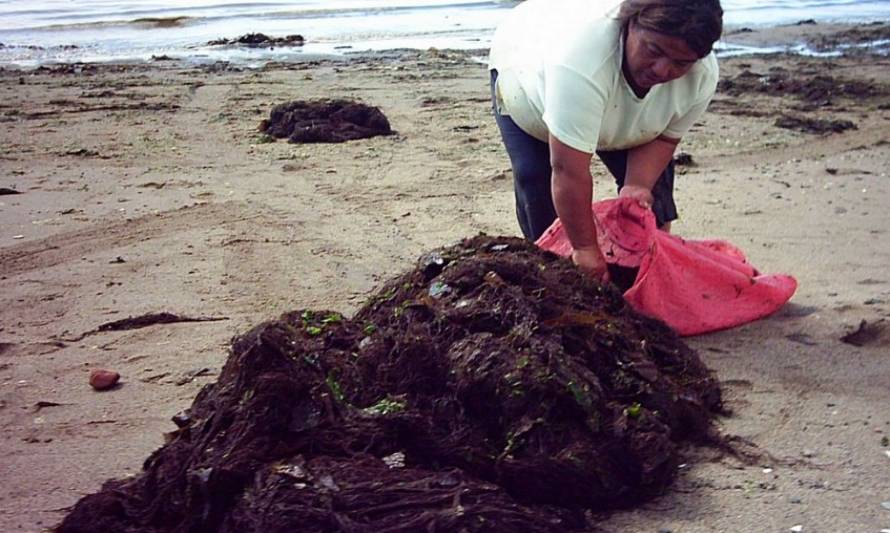 Buscan potenciar el mercado para el alga conocida como pelillo