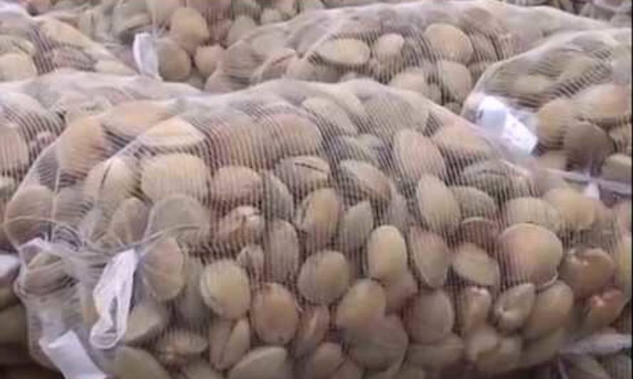 Han decomisado más de 18 mil kilos de productos del mar en región de Los Lagos