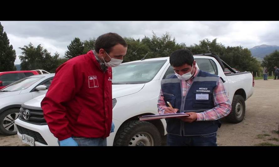 Feria Ganadera de Coyhaique adopta medidas sanitarias para proteger a productores