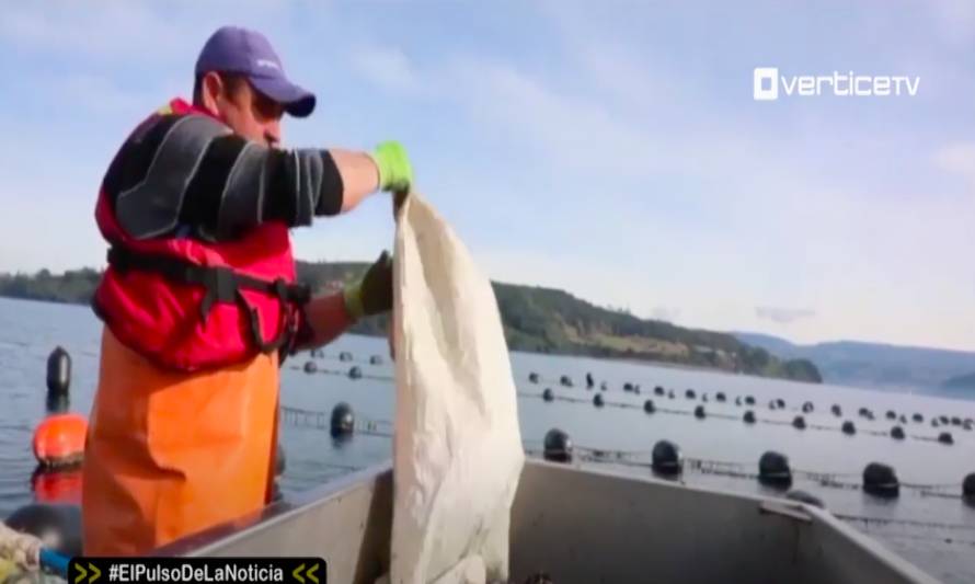 Autorizan paso de camiones a Chiloé para el ingreso o retiro de choritos 