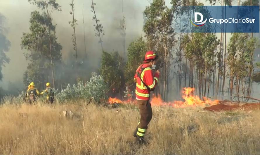 Con gran despliegue humano trabajan para controlar incendio forestal de Pucoihue y Murrinumo