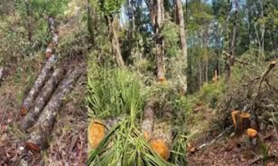 Funcionario del SAG fue acusado de talar 9 hectáreas de árboles nativos sin plan de manejo 