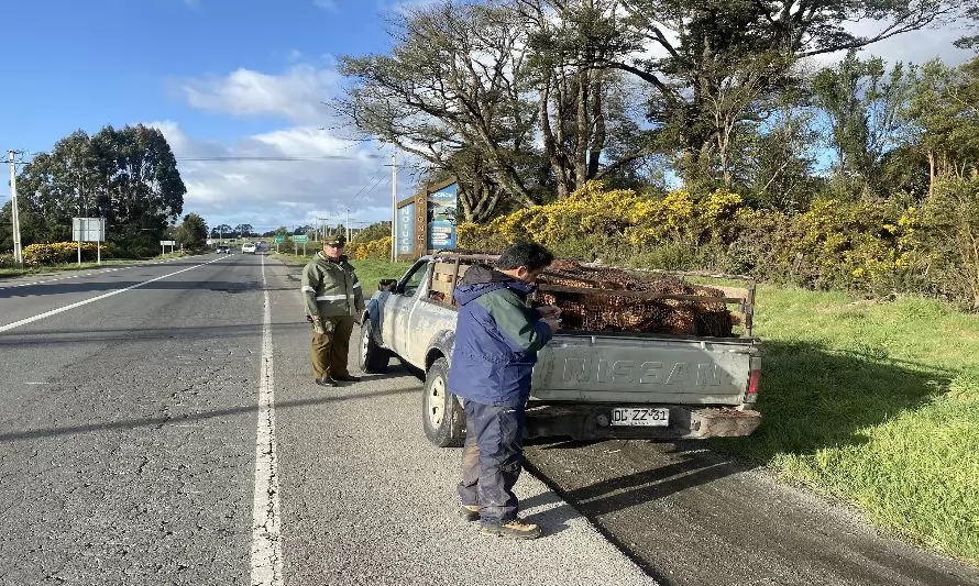 Junto a Carabineros se certifica si transportistas cuentan con la guía de libre tránsito para productos forestales