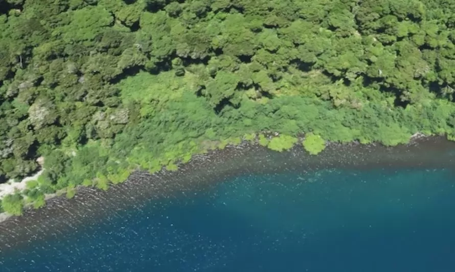 Científicos UFRO revelan que más de 200 mil hectáreas de bosque nativo se perdieron en 16 años