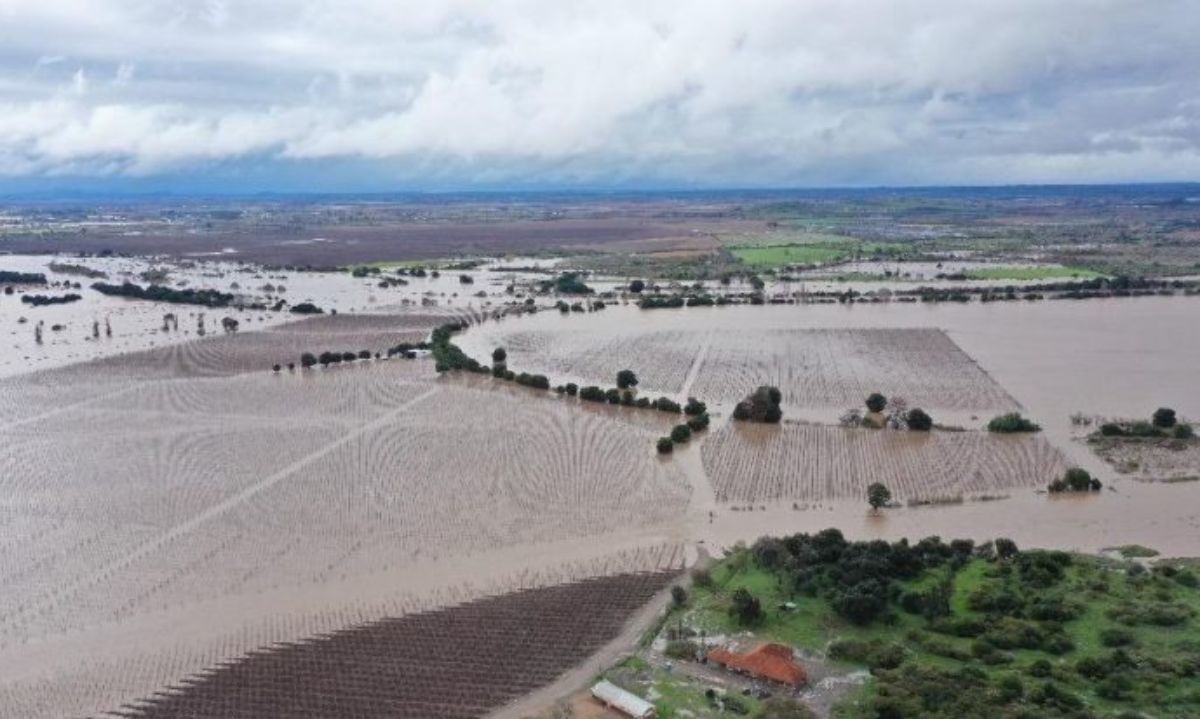 Precauciones ante lluvias: Frutales, trigo, apicultura y otros