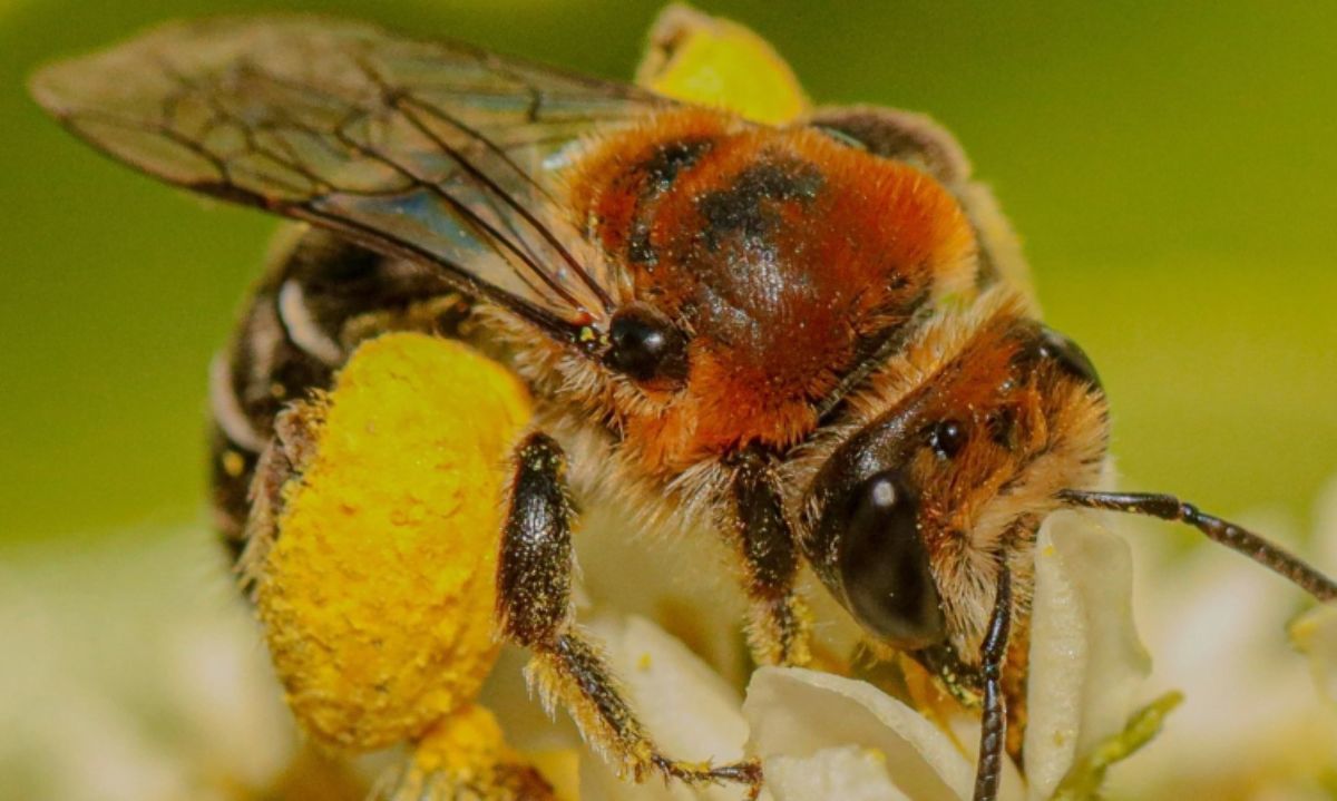 Sequía, urbanización, pesticidas y especies invasoras amenazan a las abejas nativas y polinizadores