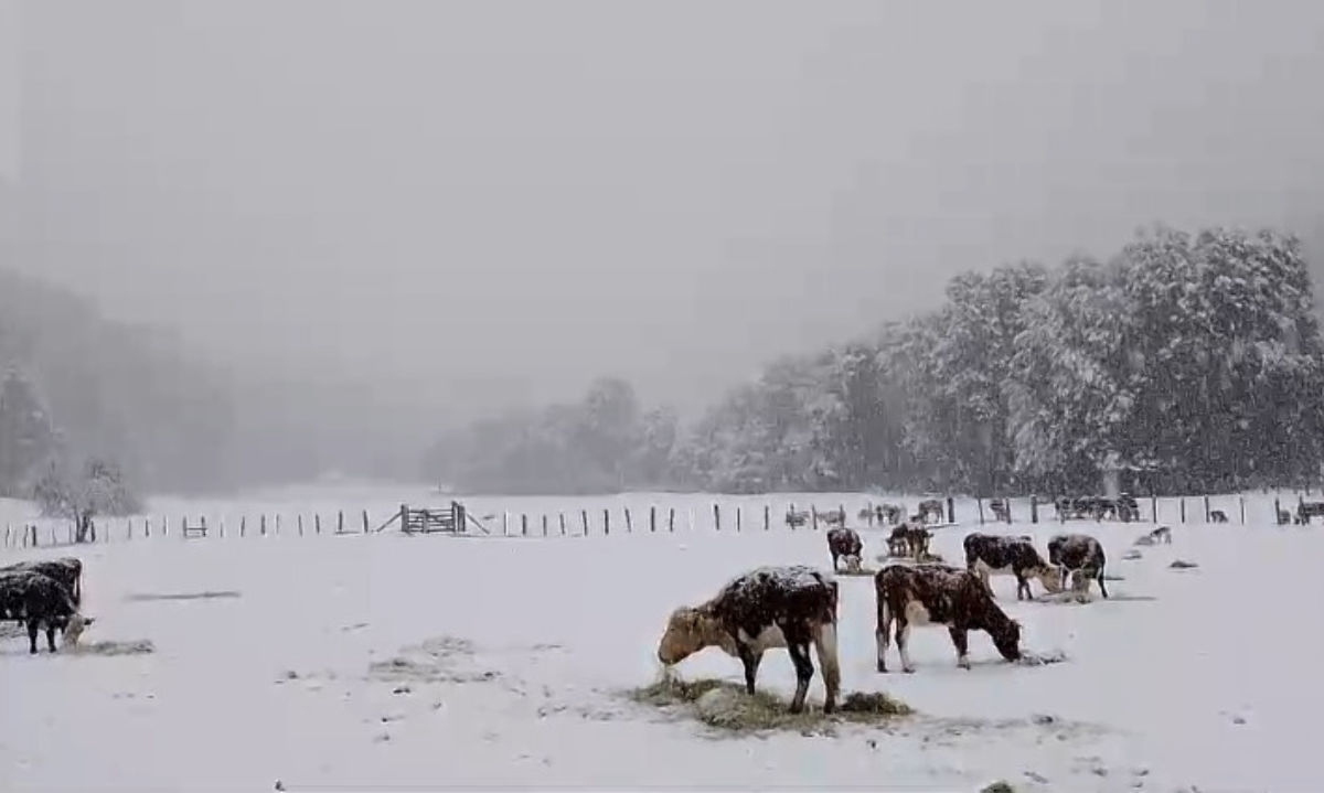 Consejeros regionales de Palena critican falta de respuesta de la Seremi de Agricultura tras severa nevazón