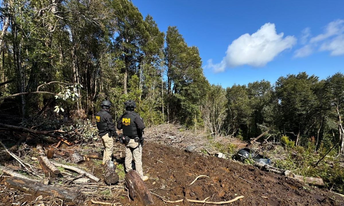 Detienen a hombre por tala ilegal de bosque nativo en predio fiscal