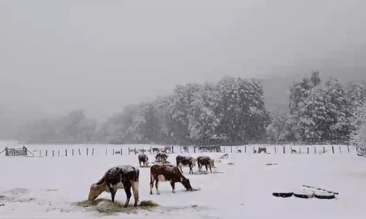 Coordinan entrega de ayuda a afectados por nevadas en la provincia de Palena y la comuna de Cochamó