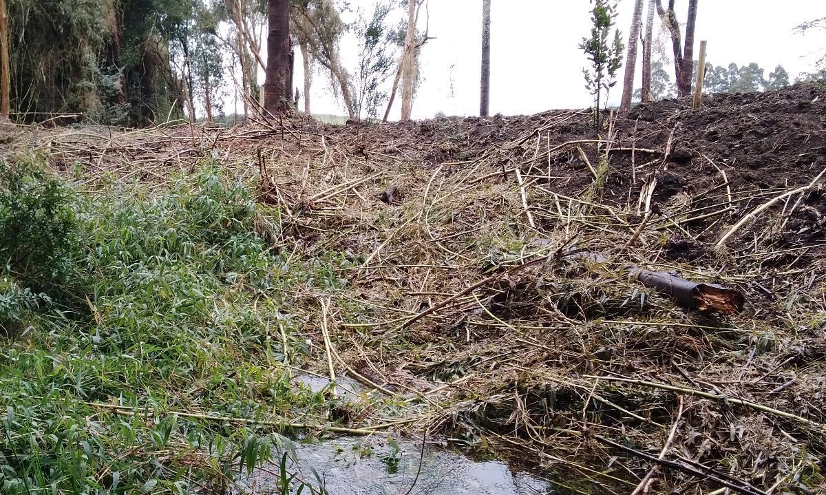 Corte de Apelaciones de Valdivia multó a empresa por corta no autorizada de bosque nativo en Puerto Octay