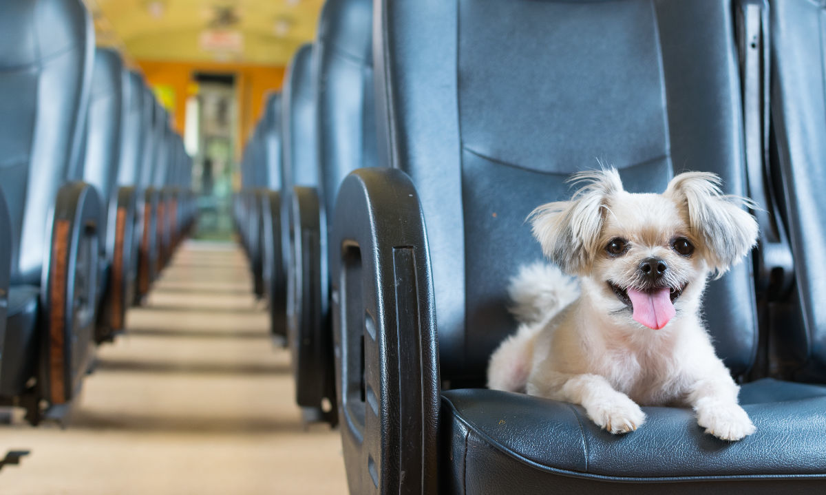 Conozca las precauciones para viajar en bus con su mascota